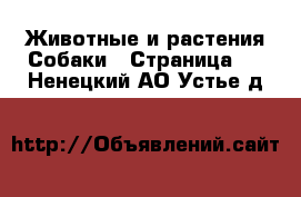 Животные и растения Собаки - Страница 2 . Ненецкий АО,Устье д.